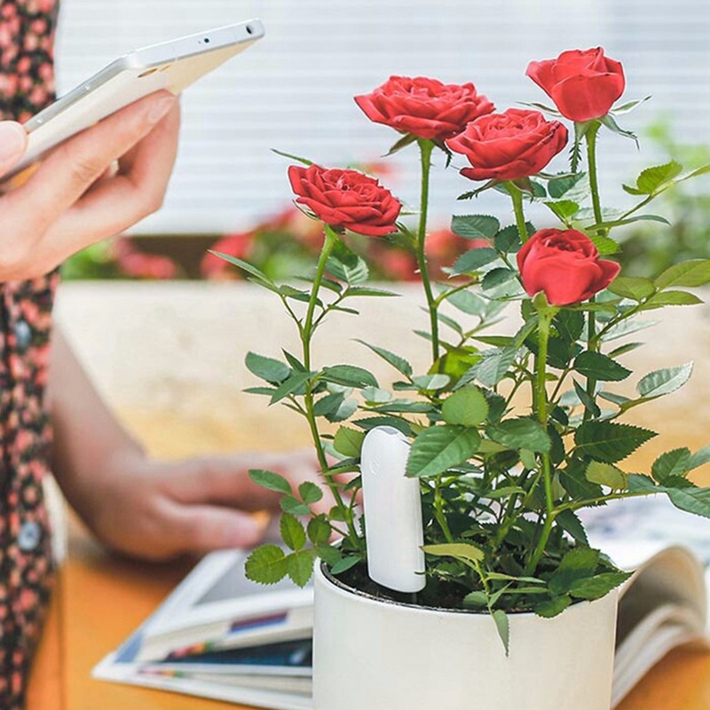 HHCC Monitor bunga detektor be - Smart Garden Xiaomi ulasan dan harga